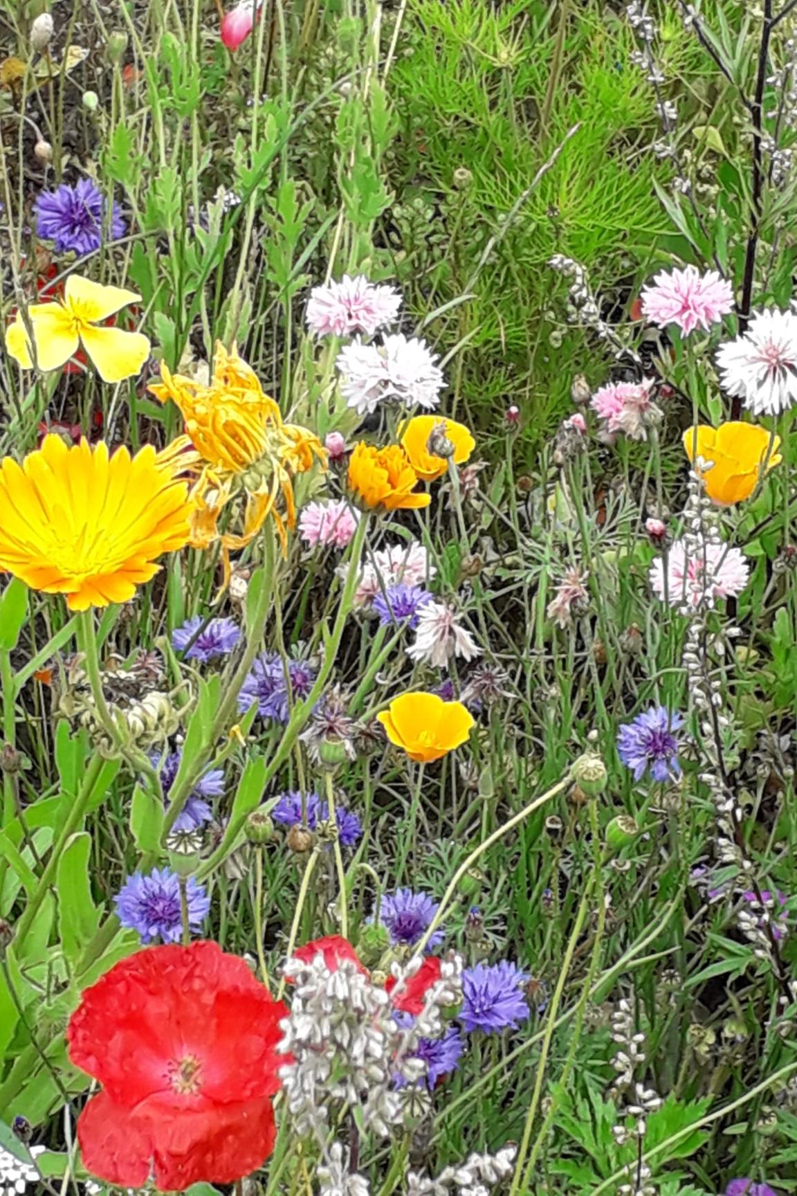 Countrypastoral Blumen