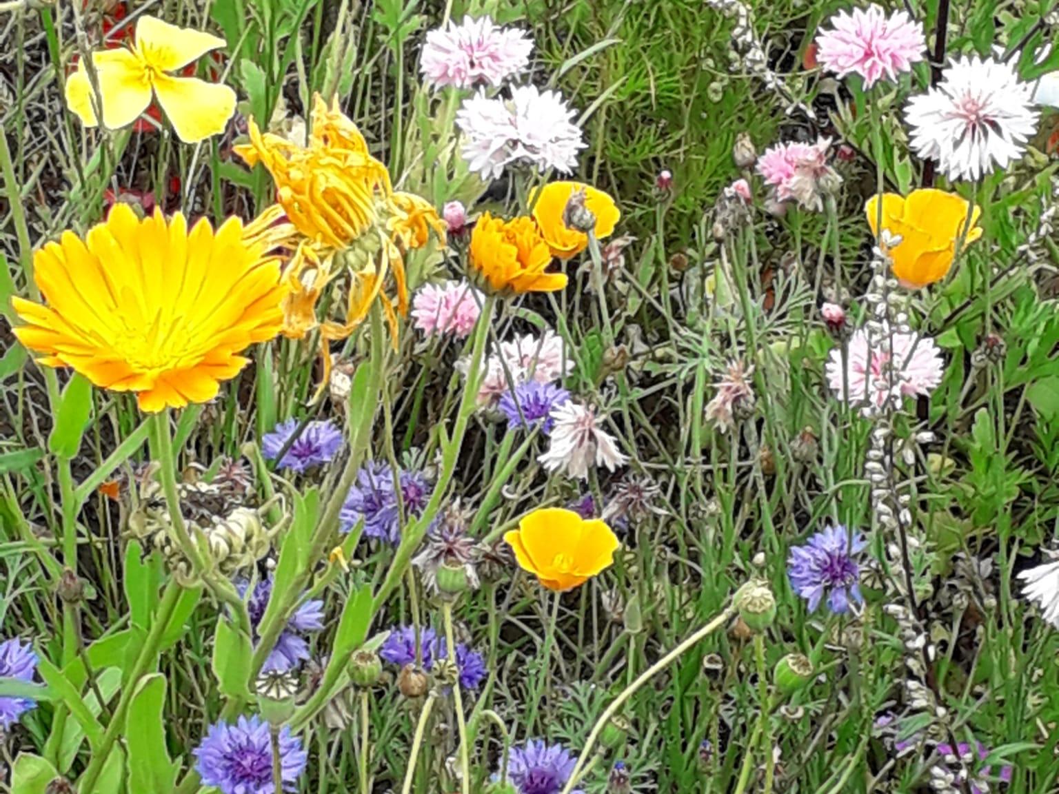 Countrypastoral Blumen