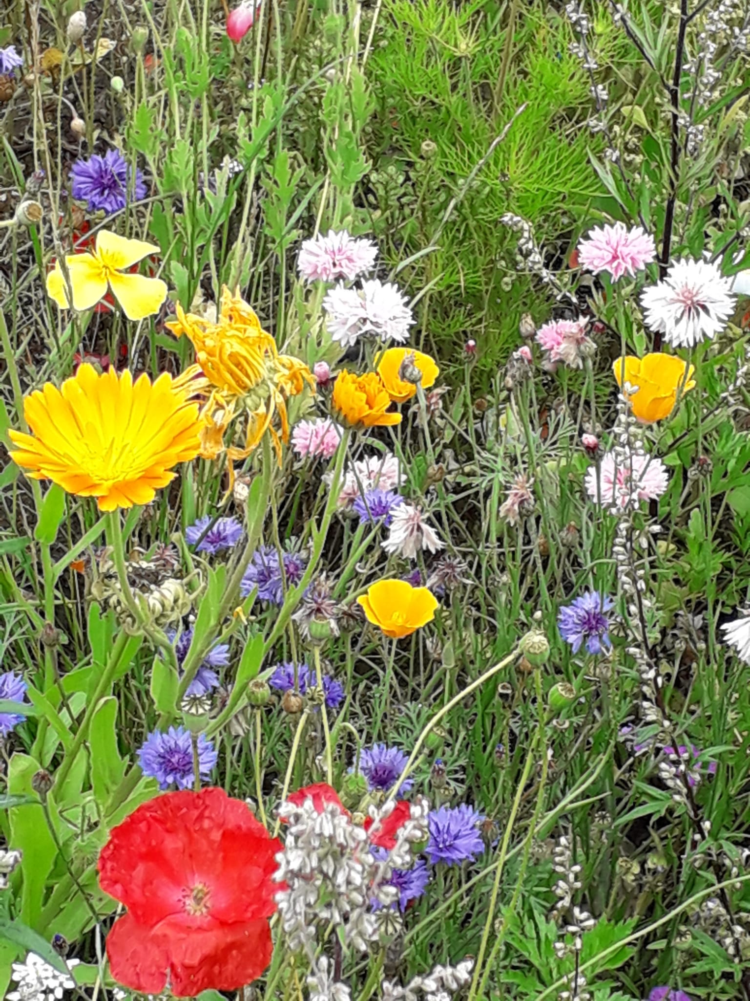 Countrypastoral Blumen