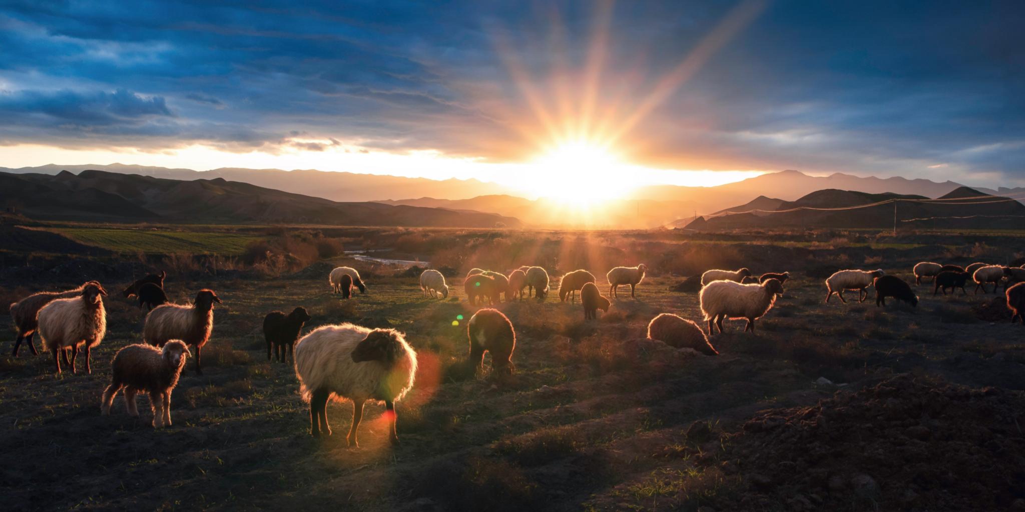 Schafe im Licht des Sonnenaufgangs